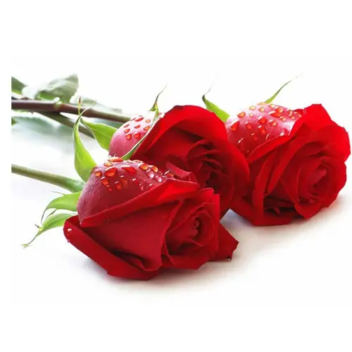 Red Rose