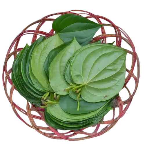 Paan Patta ( Betel Leaves )